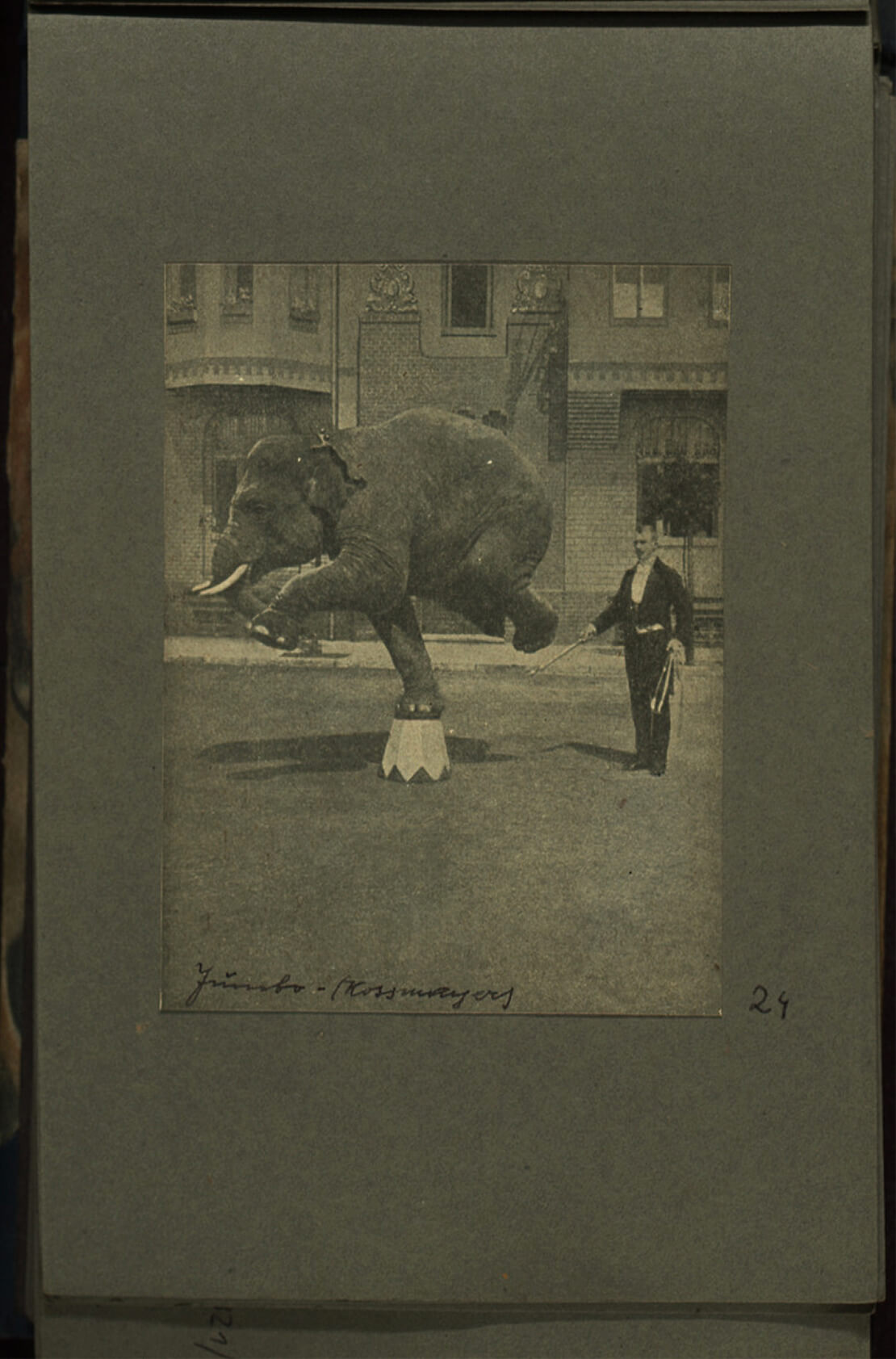 Tierbändiger Kossmayer vom Zirkus Zentral mit Elefant Jumbo, 1923/24 