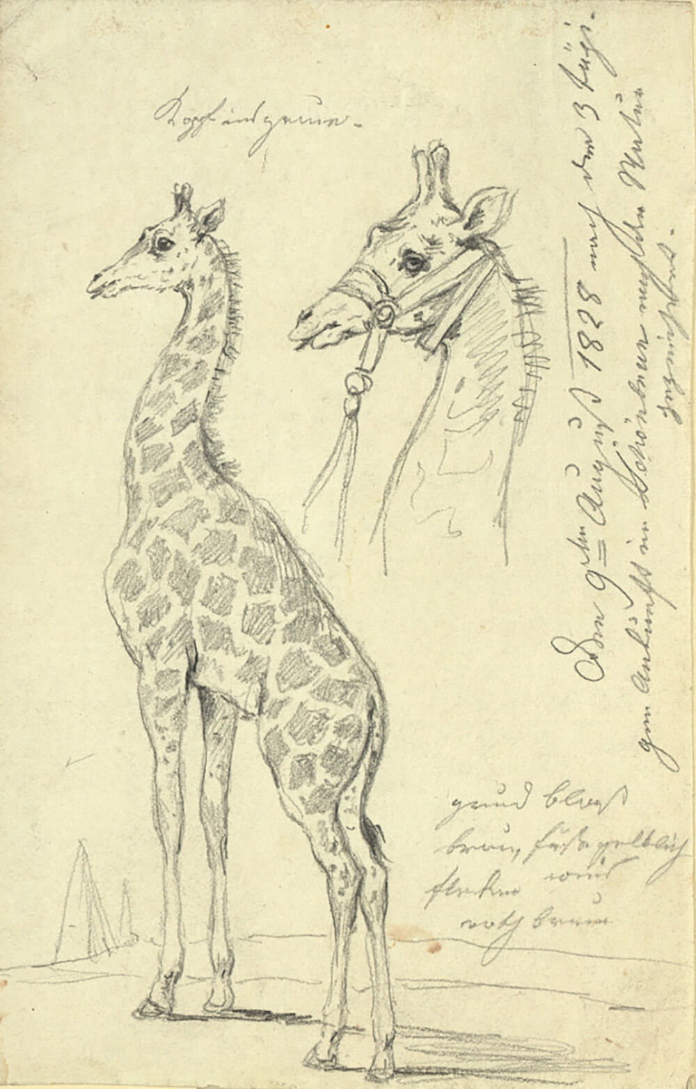 Johann Josef Schindler: Giraffenstudie, Zeichnung, 1828, Wien Museum 