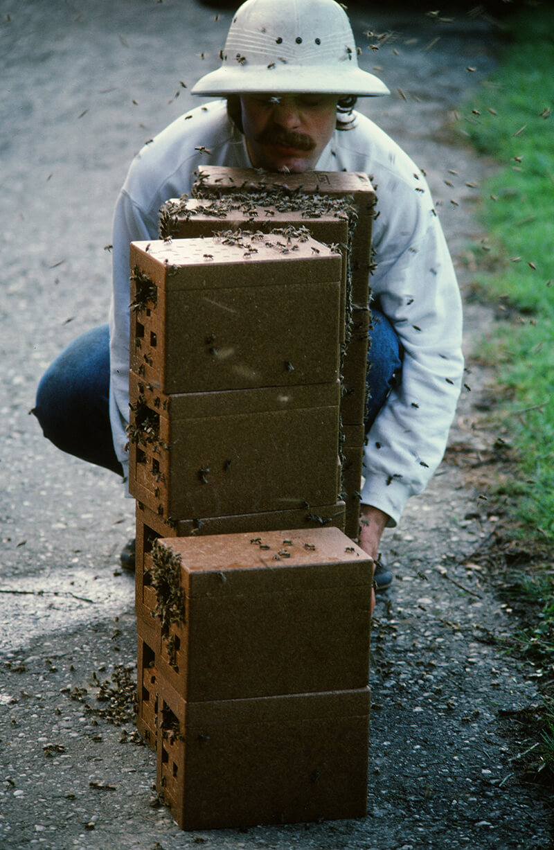 Die mit Bienen gefüllten „Begattungskästen“ werden vier Tage in einem dunklen Raum abgestellt. In dieser Zeit entwickeln sie sich zu einem sozialen Gefüge und anerkennen die neue Königin. Foto Franz Killmeyer, 1989 