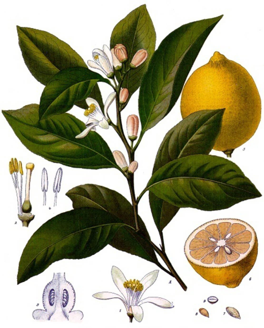 Zitrone, Abbildung aus: Franz Eugen Köhler, Köhler's Medizinal-Pflanzen, 1897, Wikimedia Commons 