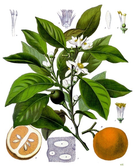 Bitterorange, Abbildung aus: Franz Eugen Köhler, Köhler's Medizinal-Pflanzen, 1897, Wikimedia Commons 